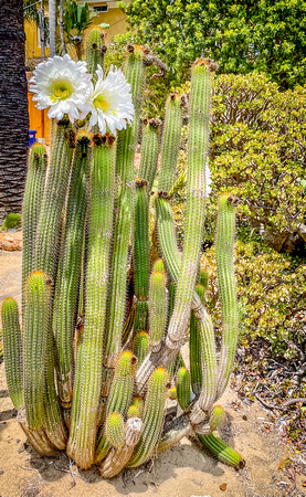 Organpipe Cactus, Stenocereus thurberi, 7/27/21
