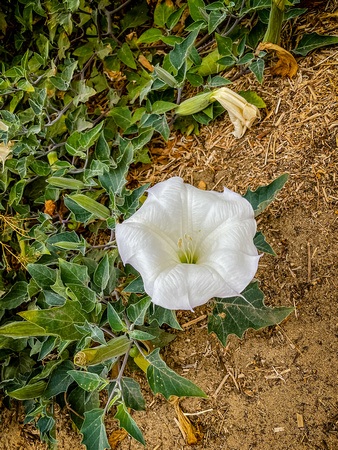 Jimsonweed, also knows as Angel Trumpet, Daturas wrightii 7/28/21