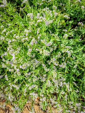 Salt Heliotrope, Heliotropium curassavicum 7/28/21
