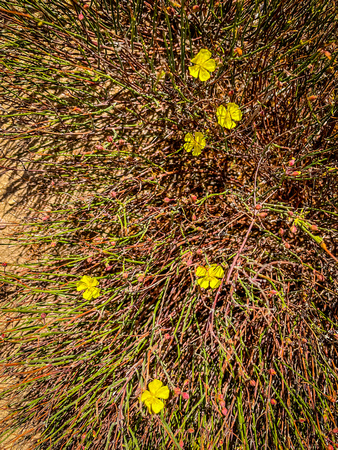 Peak rushrose, Crocanthemum scoparium 7/29/21