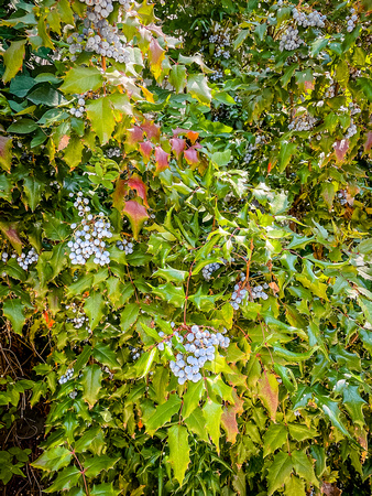 Oregon grape, Berberis aquifolium 8/4/21