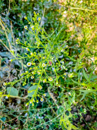 Horseweed, Erigeron canadensis 8/11/21