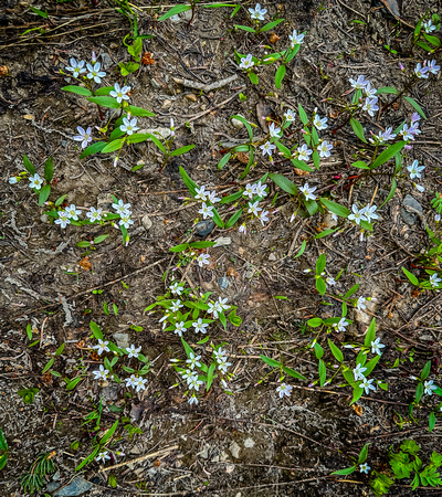 Western Spring Beauty, Claytonia lanceolata 7/18/23