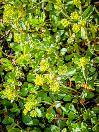 Sulphurflower buckwheat, Erigonum umbellatum 6/22/22
