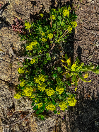 Sulphurflower Buckwheat, Erigonum umbellatum 7/8/22