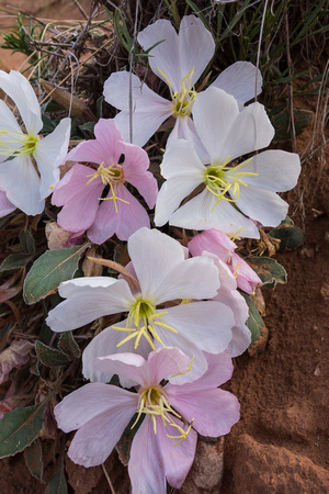 Primrose plant in desert May 2014