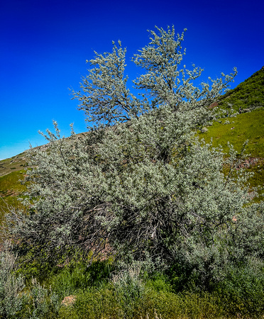 Russian Olive, Elaeagnus angustfolia 5/21/22