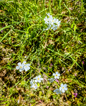 Manyflower stickseed, Hackelia floribunda 5/21/22