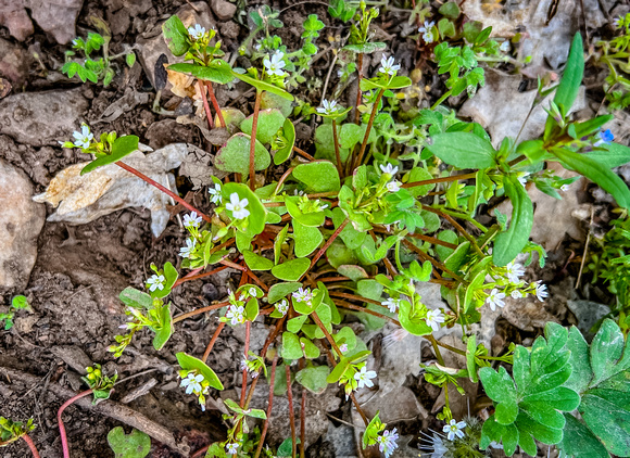 Miner's Lettuce, Claytonia perfoliata 5/17/22