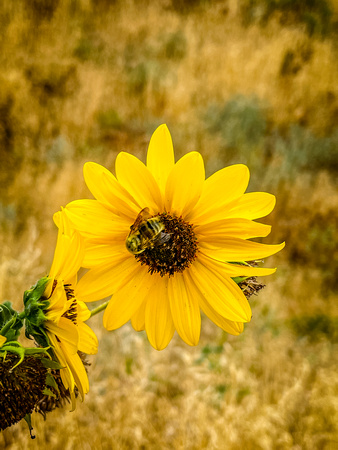 Prairie Sunflower 8/10/22