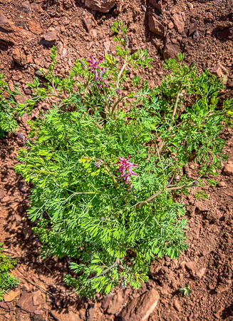 Common Fumitory, also called Earthsmoke, Fumaria officinalis 5/8/22