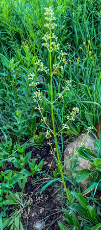 Northern bedstraw 7/16/22
