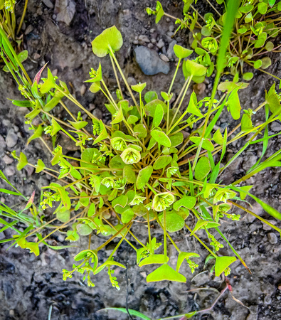 Miner's Lettuce, Claytonia perfoliata 5/25/22