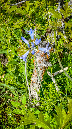Largeflower triteleia (Wild hyacinth), Triteleia grandiflora 5/26/22
