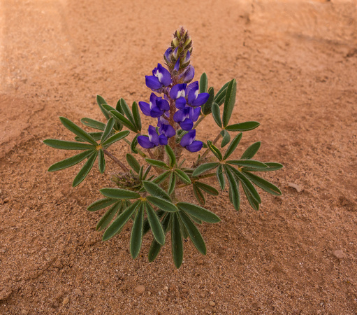 Desert Lupine, May 2014