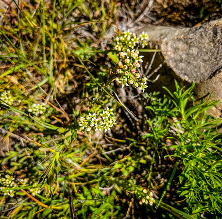 Umbellate bastard toad-flax, Comandra umbellata 6/12/22