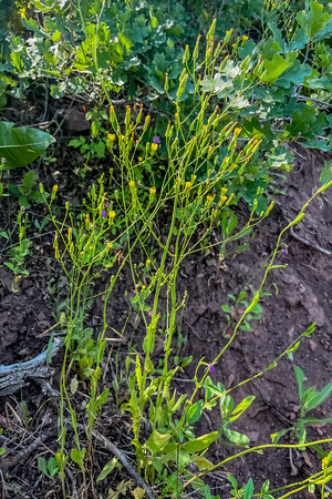 Common Nipplewort, Lansana communis 6/26/22