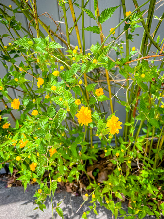 Japanese Kerria, Kerria japonica 4/29/22