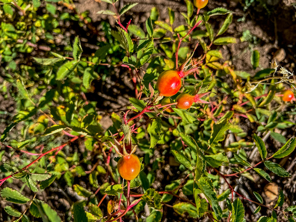 Woods Rose with hips (pods) 8/21/22
