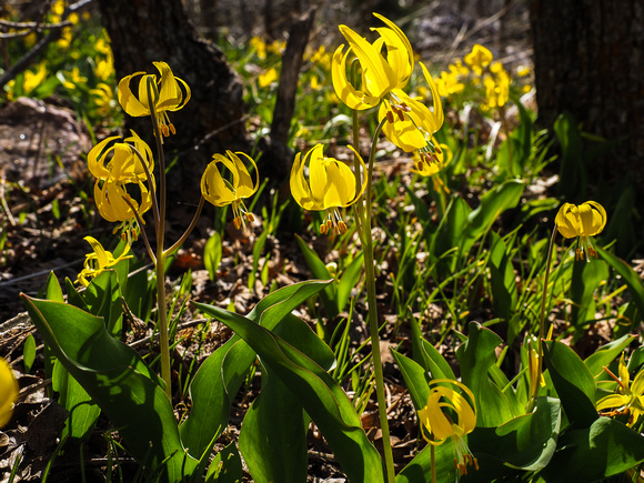 Glazier lilies, Mt Olympus 4-12-14