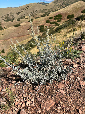 White Sagebrush, Artemisia ludoviciana 9/17/22