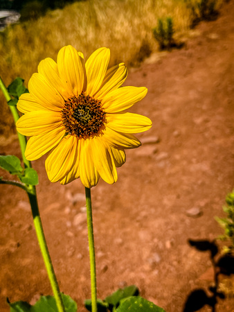 Prairie Sunflower, Helianthus petiolaris 8/3/22