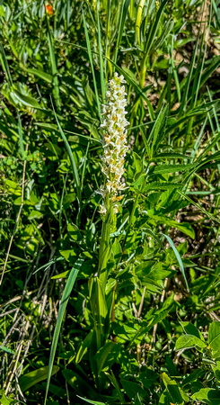 IMG_2779 Boreal bog orchid, Platanthera dilatata 7/7/22