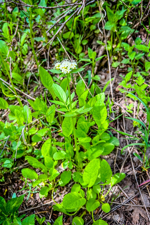 Common Valerian, Valeriana officinalis 6/9/22