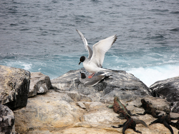 Swallow-tailed Gull, Galapagos