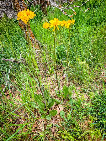 Lambstounge ragwort, Tall Western Groundsel, Senecio integerrimus 4/29/22