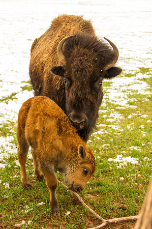 Bison with calf near Torrey, Utah