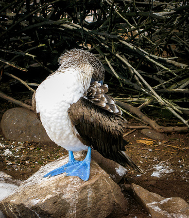 Blue-Footed Booby, Galapagos