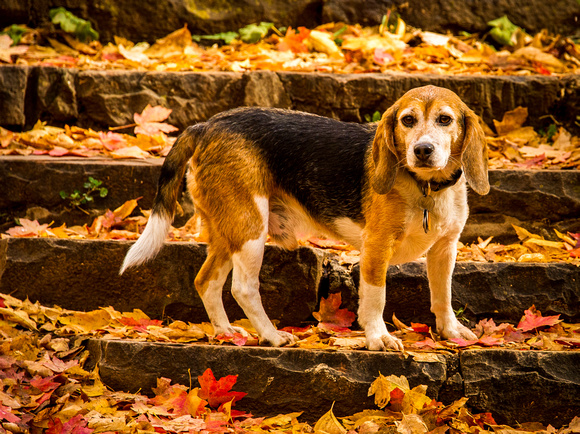 The beloved Beagle.