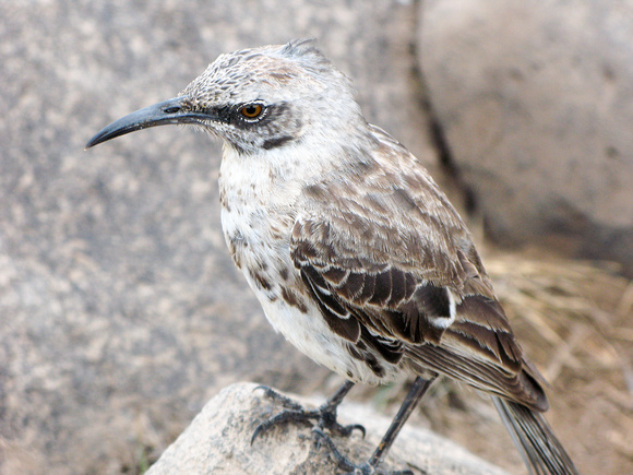 Mockingbird, Galapagos