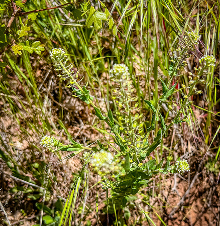 Field Peppergrass, Leoidium campestre 5/18/22
