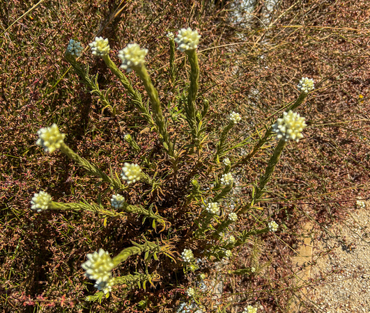 Ladies' Tobaco, Pseudognphalium californicum 5/1221