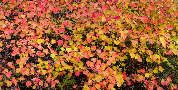 Fall colors, 9-24-14