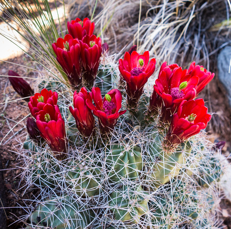 Claret Cup cactus, May 2014