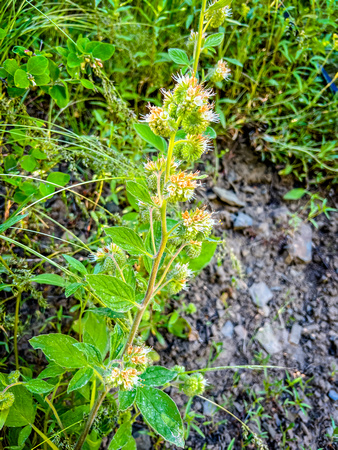 Silverleaf Scorpionweed, (Silverleaf Phacelia) Phacelia hastata 6/22/22