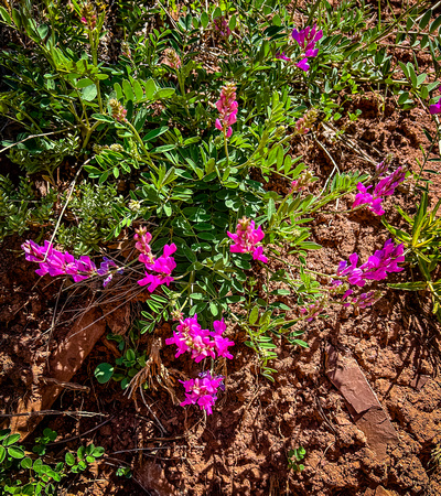 Utah Sweetvetch, Hedysarum boreale 5/18/22