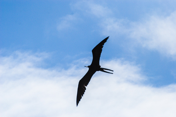 Frigatebird, Galapagos
