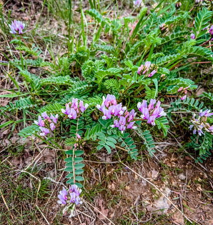 Ground Plum or Ground Plum Milkvetch, Astragalus crassicarpus 4/26/22