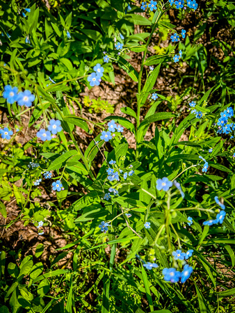 Manyflower Stickseed, Hackelia floribunda 6/12/22