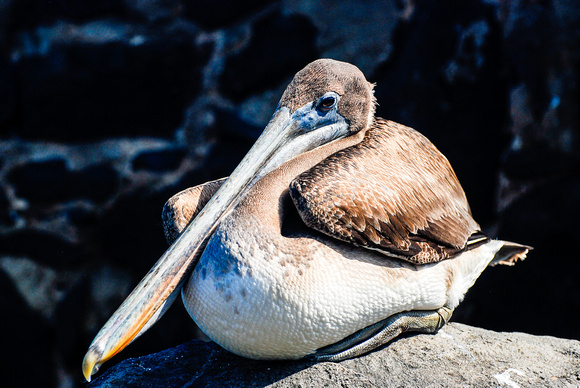 Pelican, Galapagos
