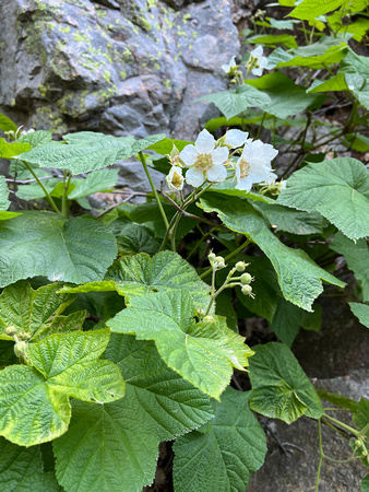 Thimbleberry, Rubus parviflorus 6/22/22