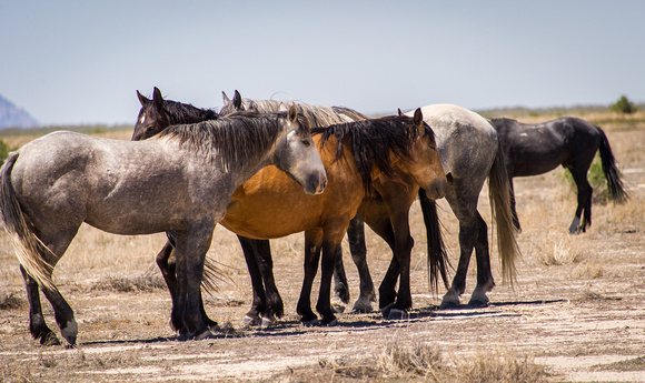Wild Horses, Utah 5-2-14