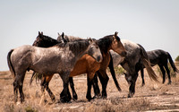 Wild Horses, Utah