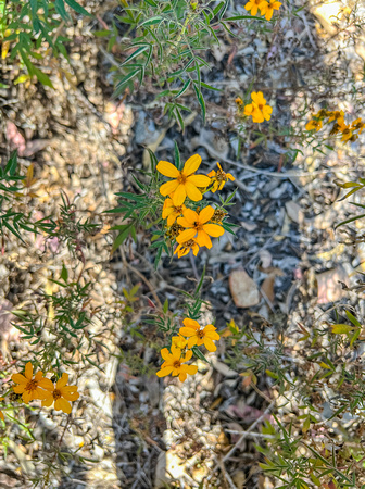 Mexican Tarragon, Tagetes lucido 5/12/22