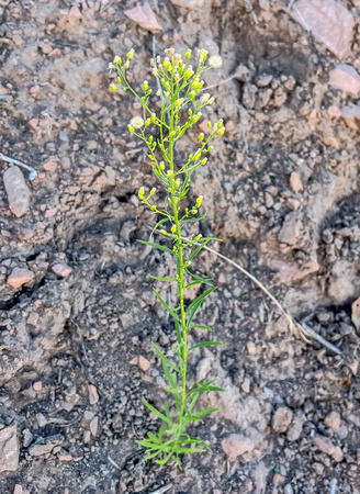 Horseweed, Erigeron canadensis 9/24/22