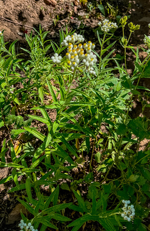 Pearly Everlasting, Anaphalis margaritacea 7/28/22
